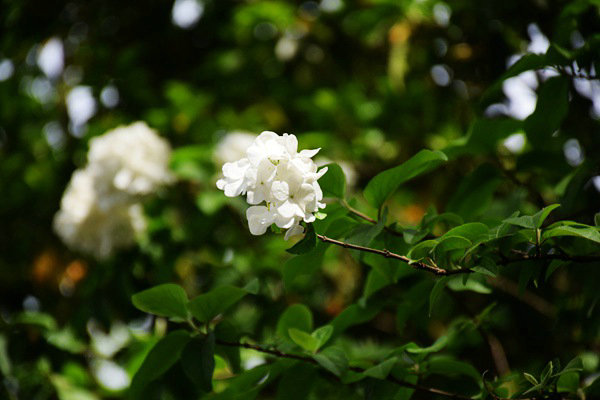 重慶市生態環境監測中心打造“美麗水源E衛士”系統：守護超大城市飲水安全防線